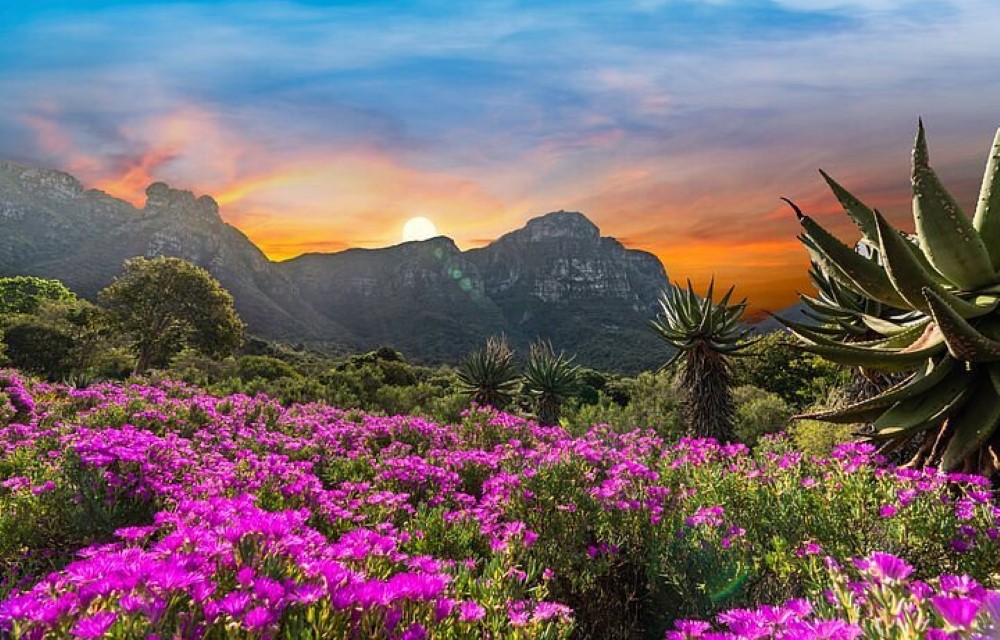Kirstenbosch National Botanical Garden