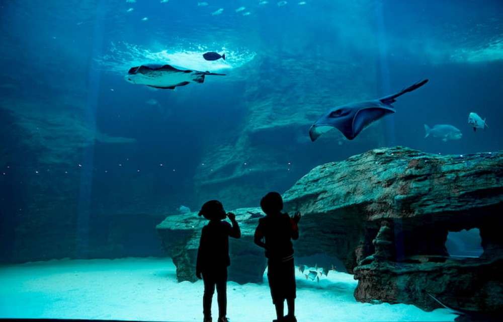 Two Oceans Aquarium